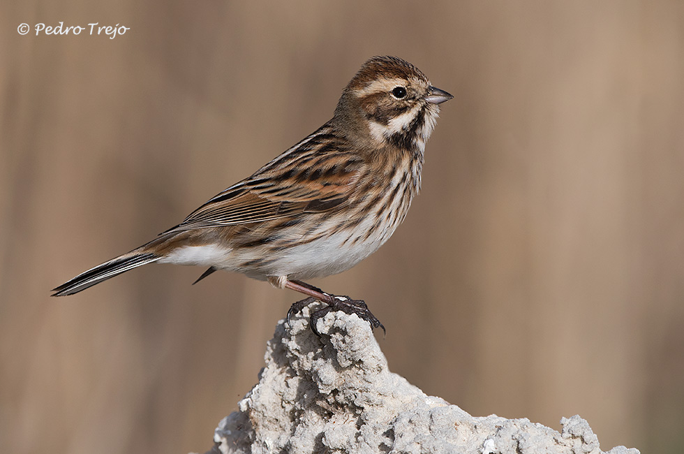 Escribano palustre (Emberiza schoeniclus)